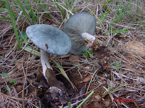 Clitocybe odora